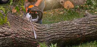 Why Choose Our Tree Removal Services in Kankakee, IL?