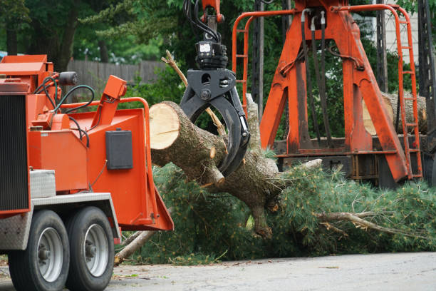 Best Leaf Removal  in Kankakee, IL